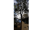 Tree Removal Roseville